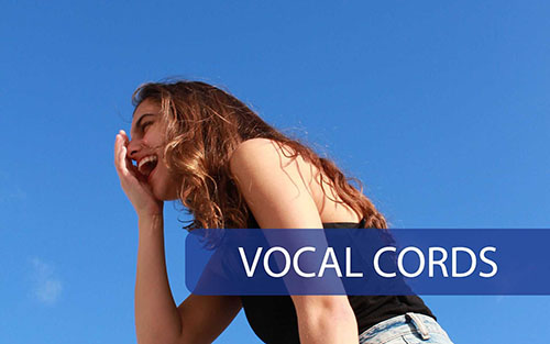 Vocal Cords